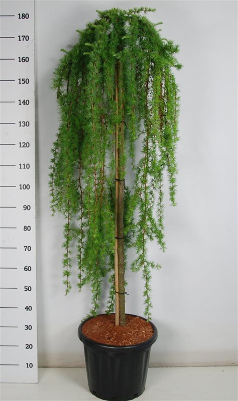 Larix kaempf. 'Stiff Weeper' - 150 CM Stem C25